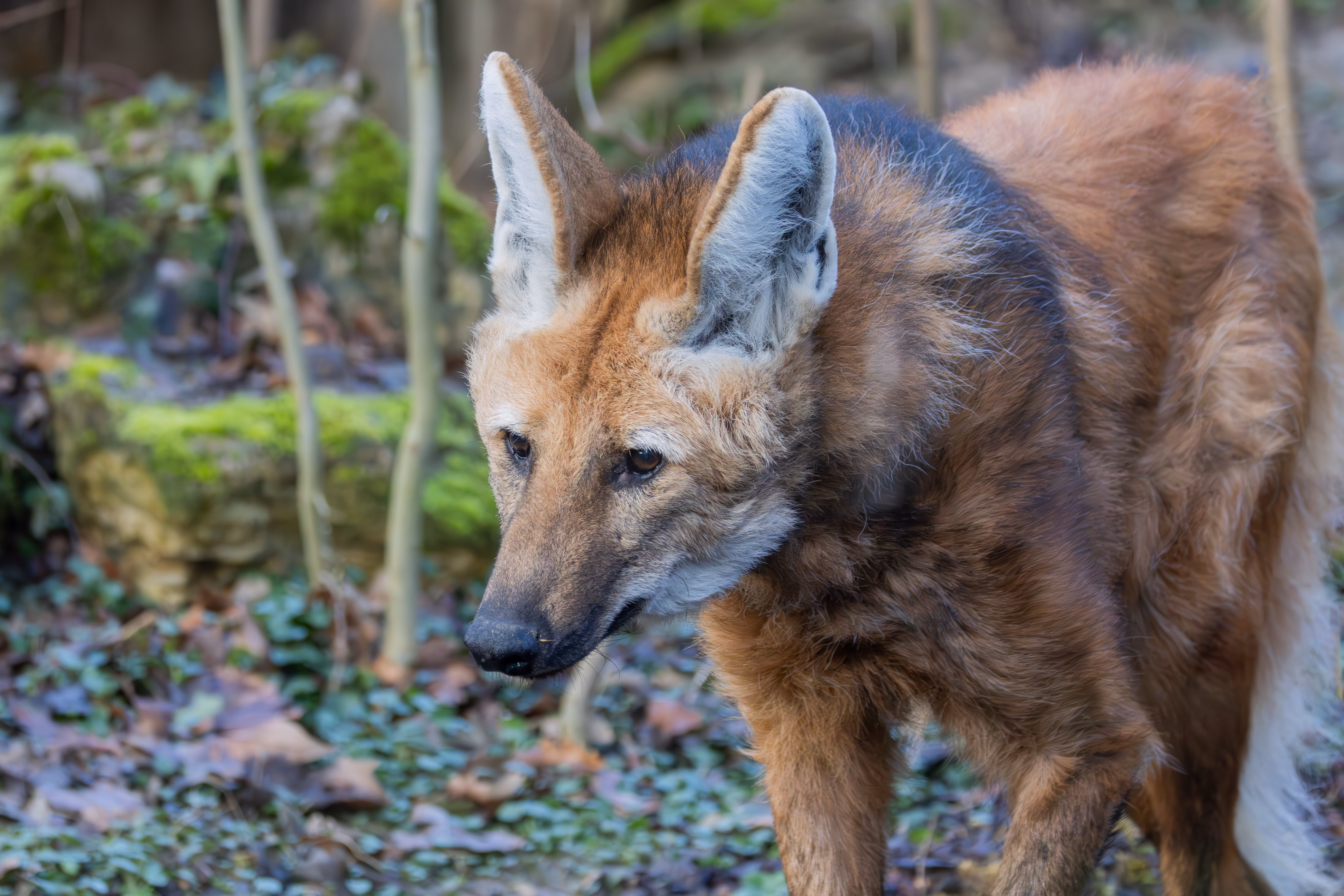 photographie prise au zoo de Mulhouse